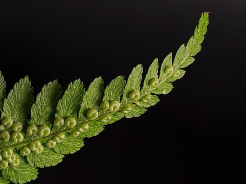 Unicorn's Mane Ferns